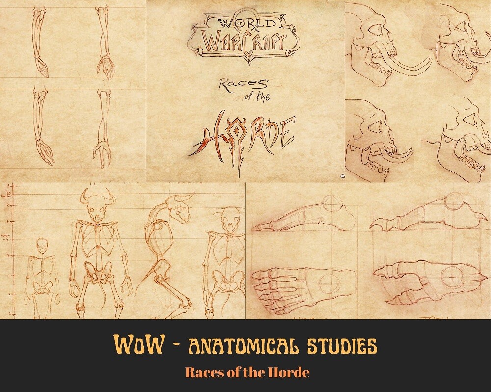 Estudio de Anatomía de las Razas de Wow Estudio de Anatomía de las Razas de Wow