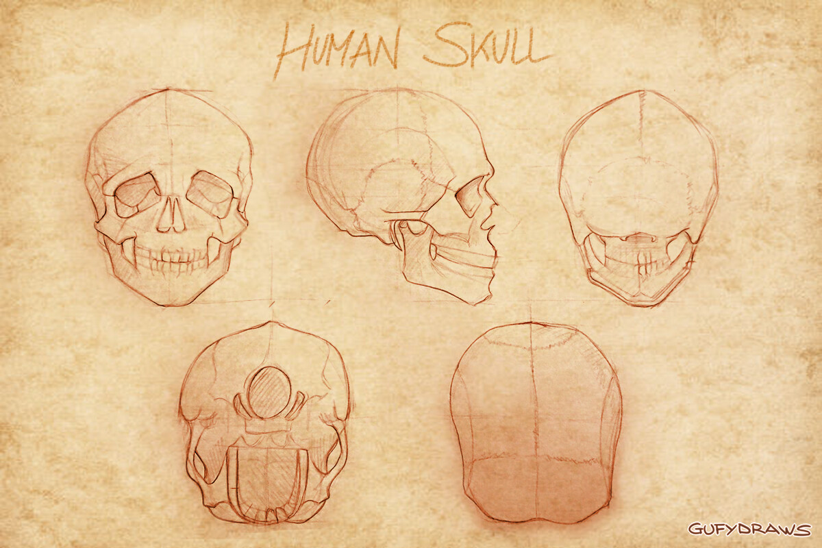 Estudio de Anatomía de las Razas de Wow Estudio de Anatomía de las Razas de Wow