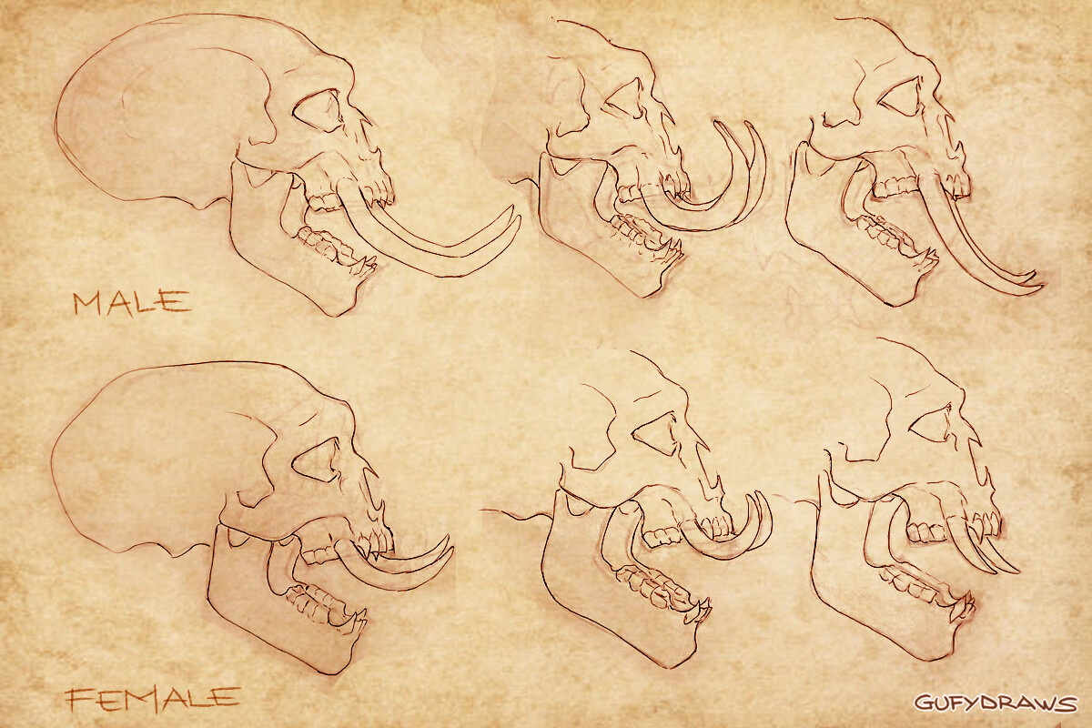 Estudio de Anatomía de las Razas de Wow Estudio de Anatomía de las Razas de Wow