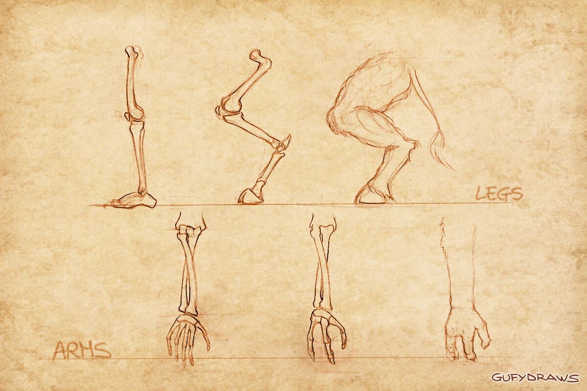 Estudio de Anatomía de las Razas de Wow Estudio de Anatomía de las Razas de Wow