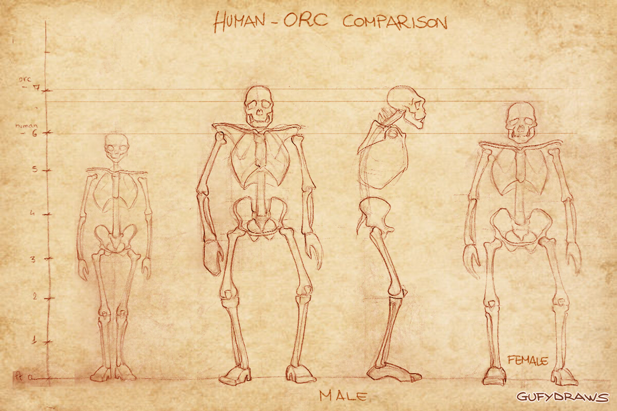Estudio de Anatomía de las Razas de Wow Estudio de Anatomía de las Razas de Wow