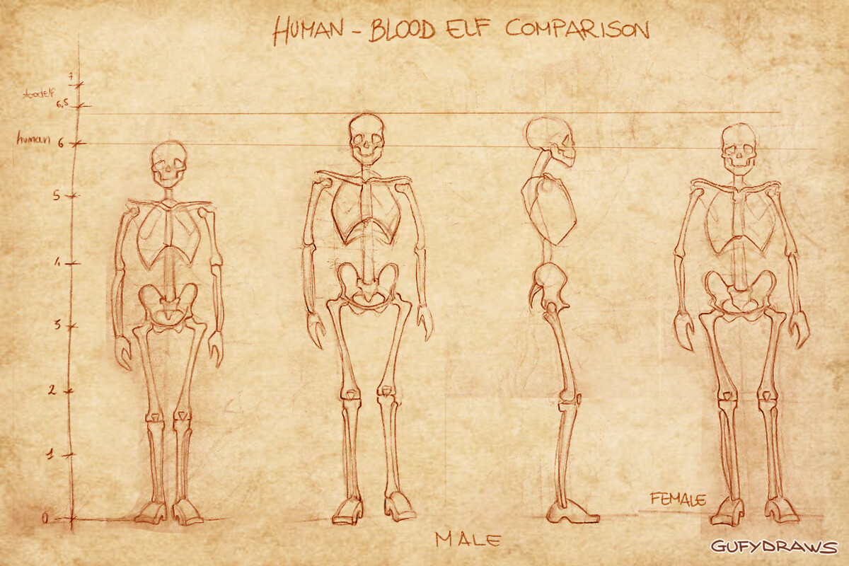 Estudio de Anatomía de las Razas de Wow Estudio de Anatomía de las Razas de Wow